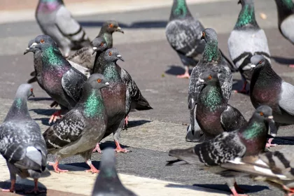 flock of pigeons on a road