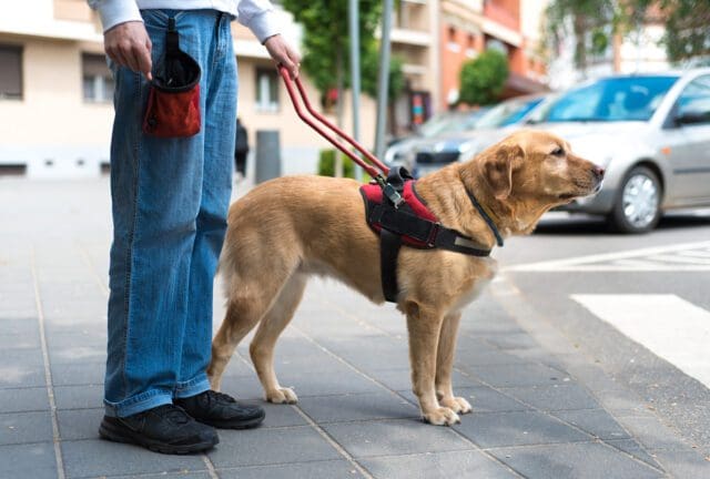 Guide dog helping a blind man in the city
