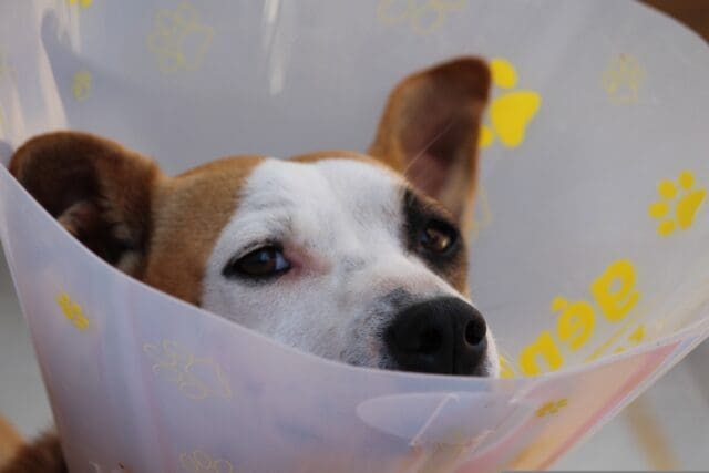 dog wearing a cone