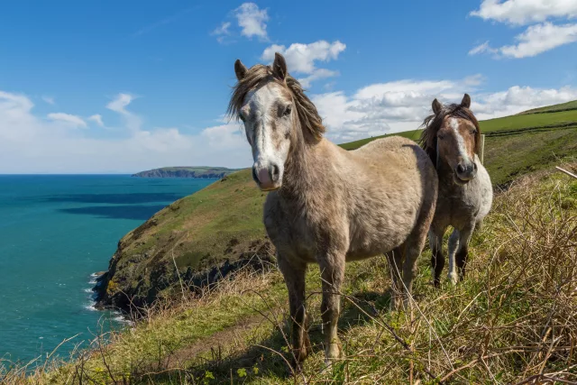 Two horses stood next to each other on grass