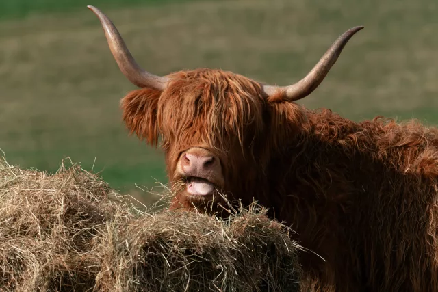 Highland cow eating hay and looking at the camera.