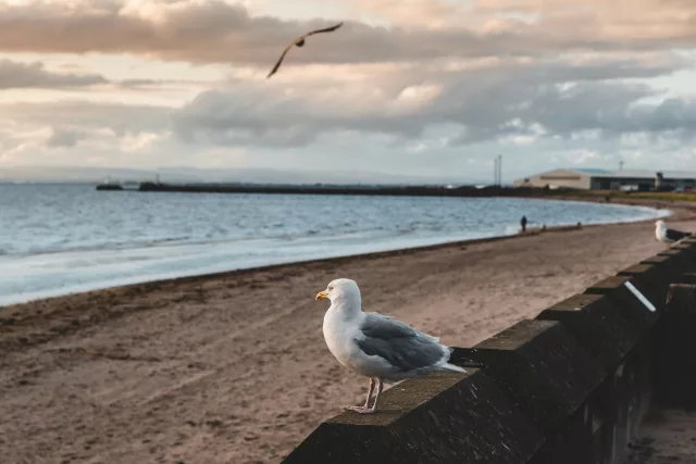 A British beach and a wall close to the camera with a seagull sat on it