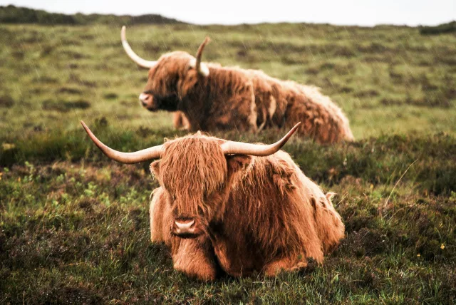Two highland cows laying in a field