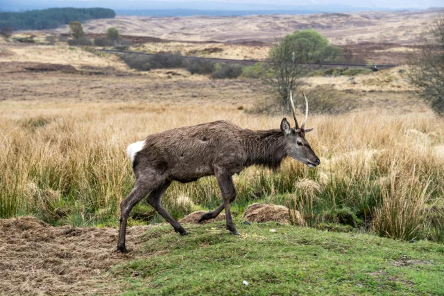 Deer stood in a grassy field.