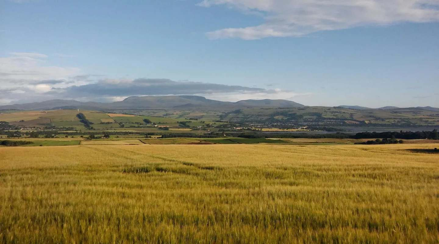 Empty grassy field