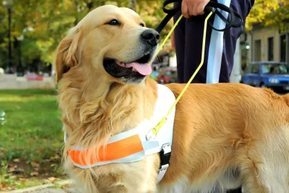 guide dog pictured in a park
