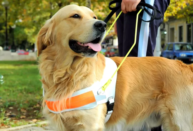 guide dog pictured in a park