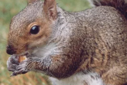 squirrel