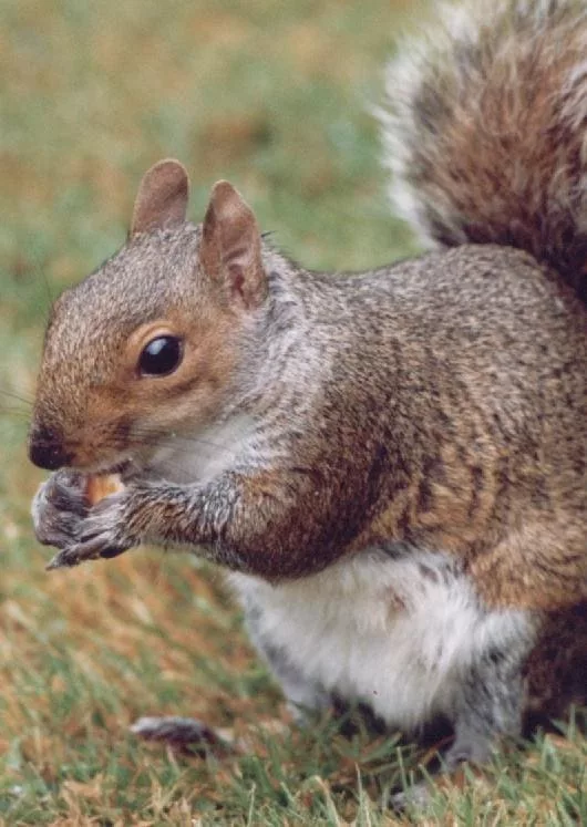 squirrel