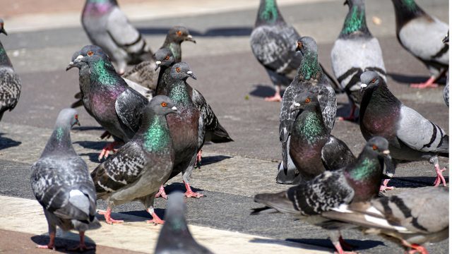 flock of pigeons on a road
